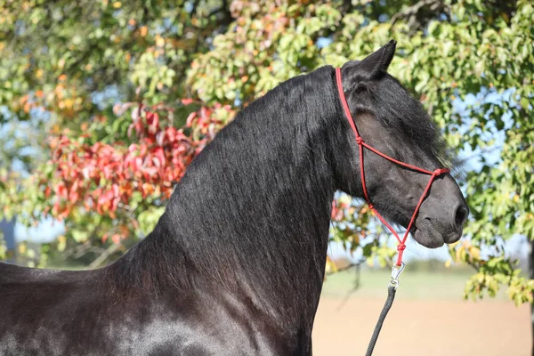Πορτρέτο Του Καταπληκτικού Μαύρου Friesian Άλογο Φθινόπωρο — Φωτογραφία Αρχείου