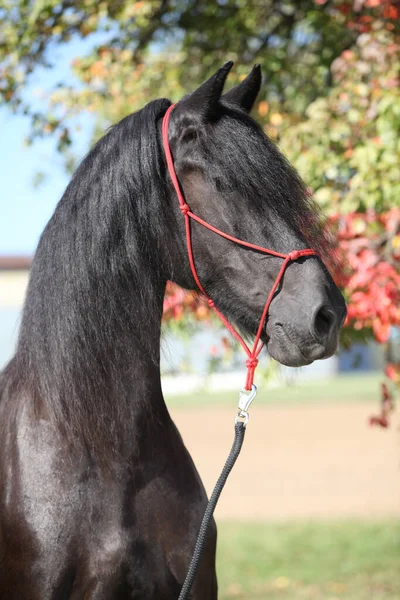 Retrato Incrível Cavalo Friesiano Preto Outono — Fotografia de Stock