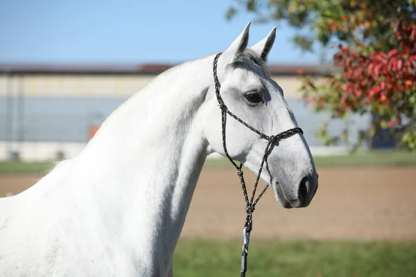 Portret Niesamowitego Konia Lipizzaner Pastwisku Jesienią — Zdjęcie stockowe