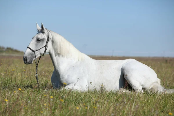 Úžasný Lipizzaner Kůň Pastvině Podzim — Stock fotografie