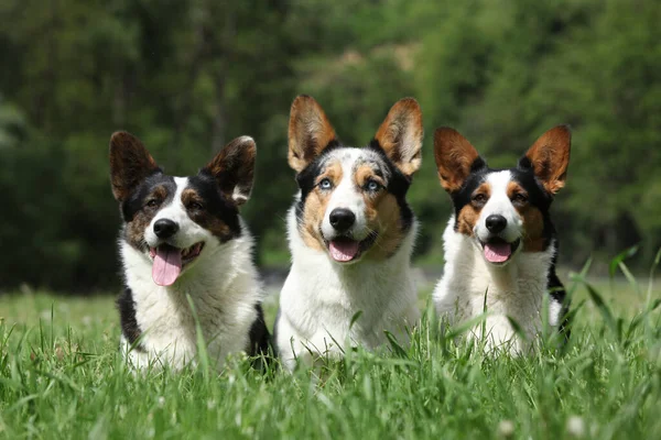 3匹の犬 ウェールズのコルギカーディガンを一緒に草の中に — ストック写真