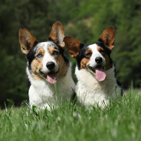 Casal Galês Corgi Cardigan Juntos Grama — Fotografia de Stock