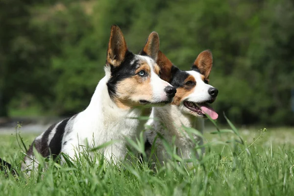 草の中で一緒にウェールズのCorgiカーディガンのカップル — ストック写真