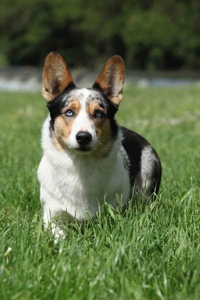 Incrível Galês Corgi Cardigan Olhando Para Você — Fotografia de Stock