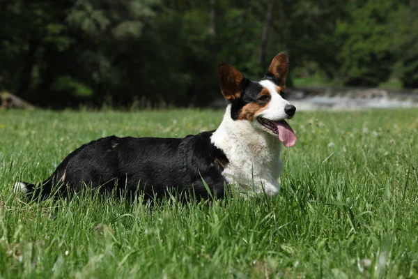 Verbazingwekkend Welsh Corgi Cardigan Het Gras — Stockfoto