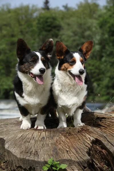 Coppia Cardigan Corgi Gallesi Insieme Sgabello — Foto Stock