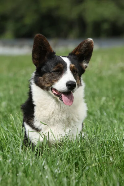 Úžasný Welsh Corgi Svetr Trávě — Stock fotografie