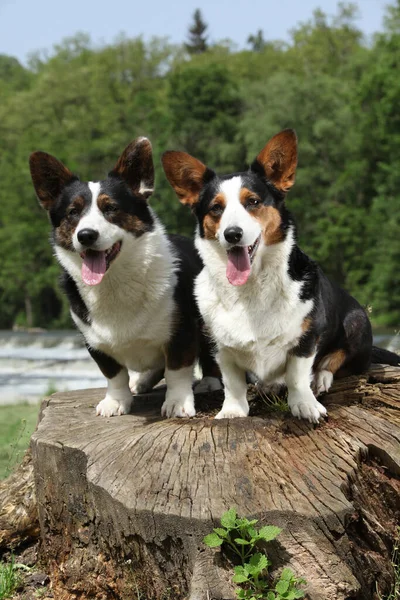 Couple Gallois Corgi Cardigan Ensemble Sur Des Selles Arbre — Photo