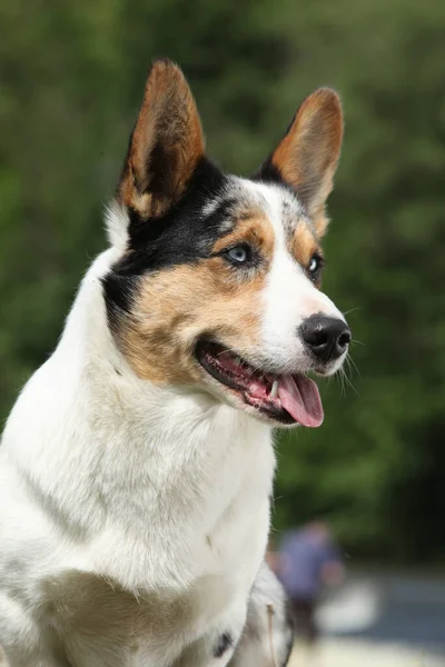 Portret Van Verbazingwekkend Welsh Corgi Cardigan Het Gras — Stockfoto