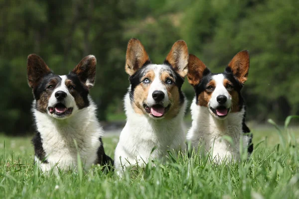 Band of Welsh Corgi Cardigan together in the grass