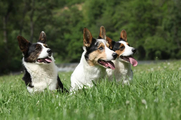 Três Cães Welsh Corgi Cardigan Juntos Grama — Fotografia de Stock