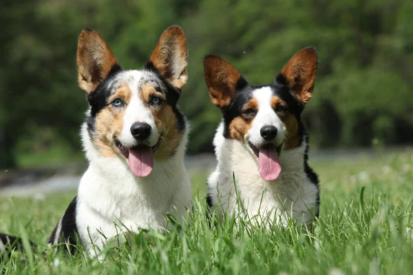 Pár Welsh Corgi Cardigan Spolu Trávě — Stock fotografie