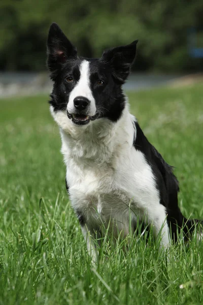 Ritratto Bellissimo Border Collie Bianco Nero — Foto Stock