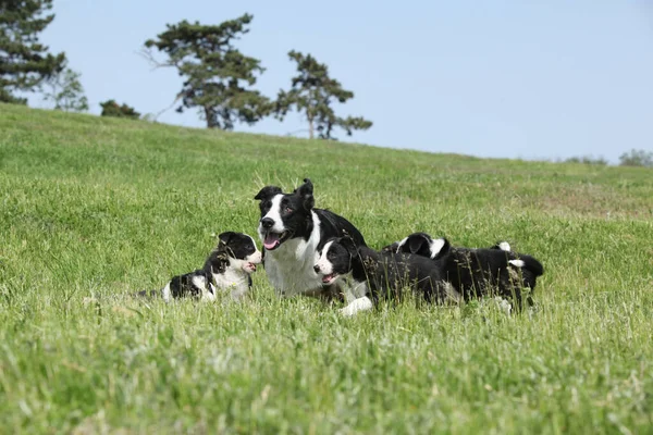 Border Collie Bitch Its Pupies Grass — Stock Photo, Image