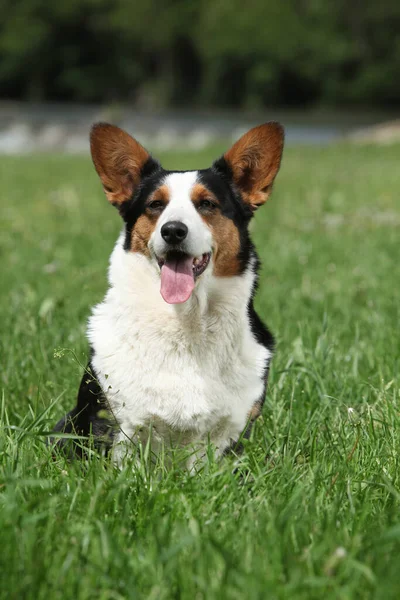 Úžasný Welsh Corgi Svetr Trávě Stock Fotografie