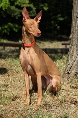 Muhteşem köpek Firavun Hound yazın sana bakıyor.