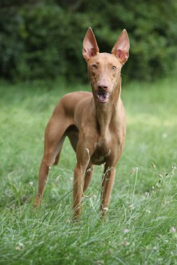 Muhteşem köpek Firavun Tazı çimenlerde sana bakıyor.