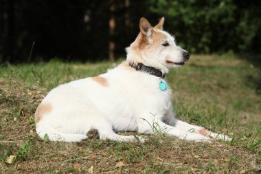 Mutlu köpek yazın çimenlerde tek başına yatıyor.