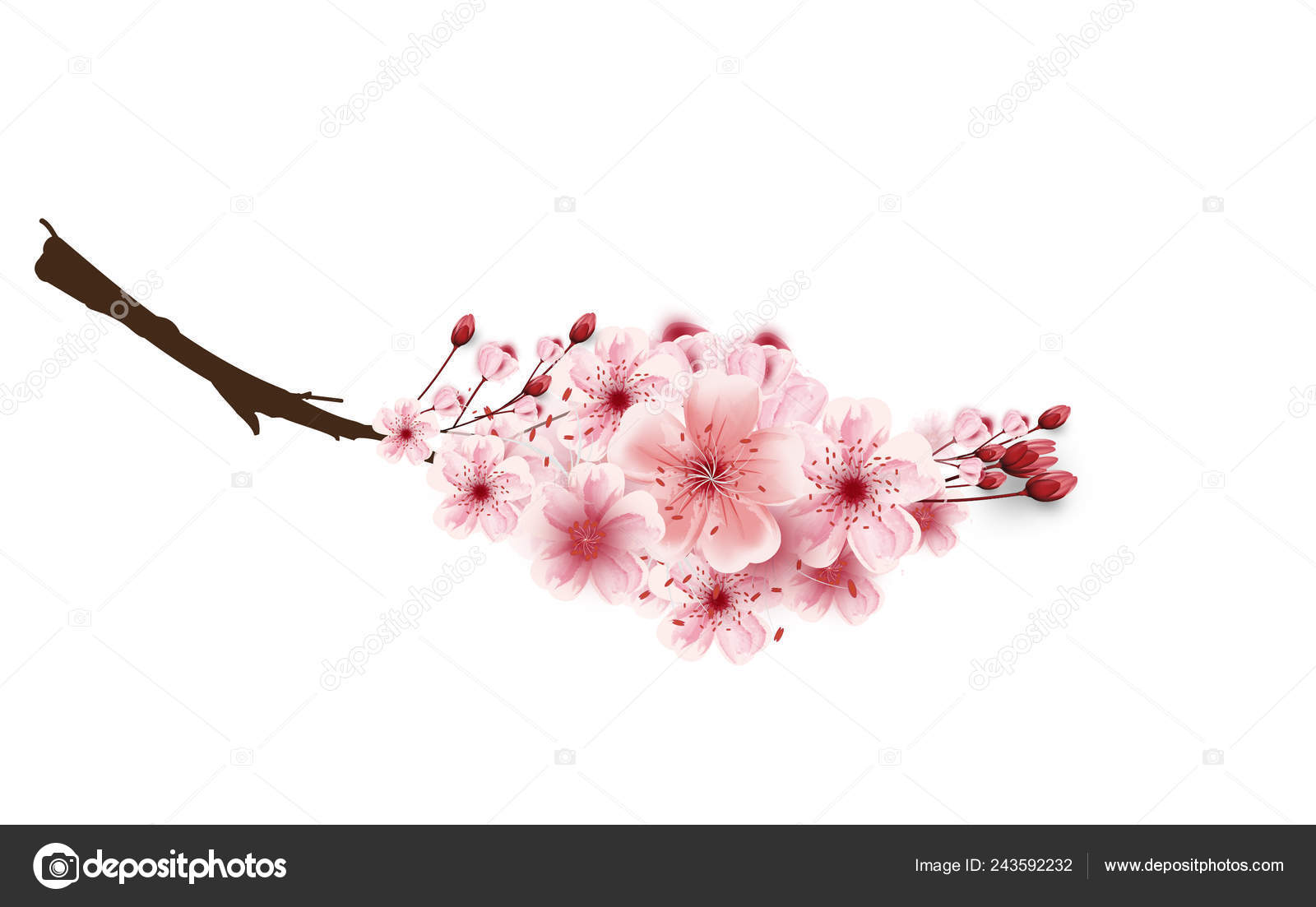 Vector Cherry Blossom Sakura Flowers Isolated White Background Flower Illustration Vector Image By C 7966cherry Vector Stock