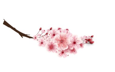 vektör kiraz çiçeği sakura çiçekler, izole beyaz arka plan, çiçek Çizim, güzel tebrik kartı