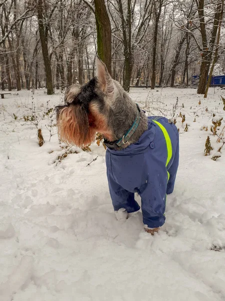 Dog walking on snow