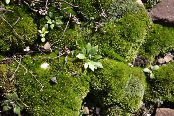 Moss Grows Stones — Stock Photo, Image