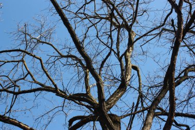 Yüksek ağaç yaprakları olmadan gökyüzüne karşı