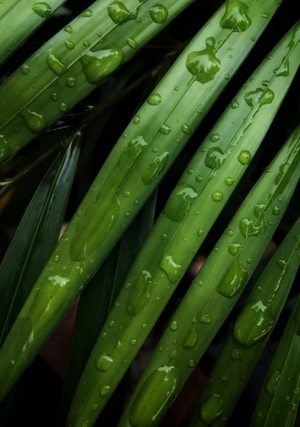 Přírodní Pozadí Zelené Přírody Pozadí Přírodních Větví Zelený List Dešti — Stock fotografie