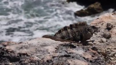 Meksika toprakları üzerinde bir sürü Iguanas yaşıyor. Halkı korkmuyorlar ve güzel bir video yapmak için yaklaşıyorsun başardık