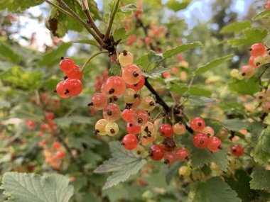 Frenk üzümü güzel kırmızı meyveleri. Gerçek yaz fotoğrafı