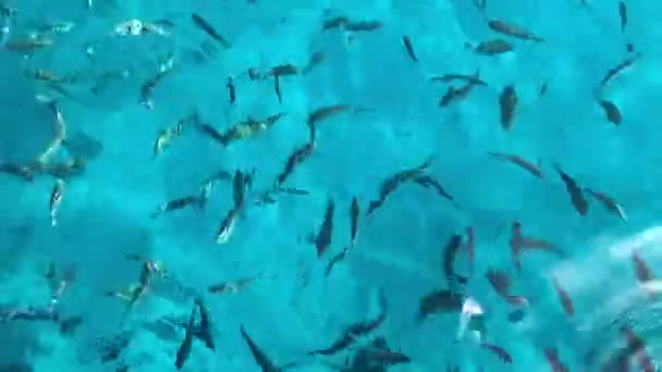 Peixes Coloridos Águas Claras Mar Vermelho Egipto — Vídeo de Stock