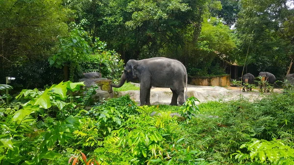 Elefante Jardim Zoológico Singapura — Fotografia de Stock