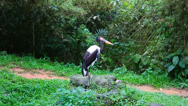 stock image The bird in the jungle. Singapore Zoo