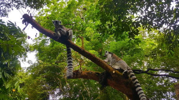 Lemur Kebun Binatang Singapura — Stok Foto