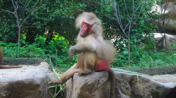 Małpa Siedzi Kamieniu Zoo Singapurze — Zdjęcie stockowe