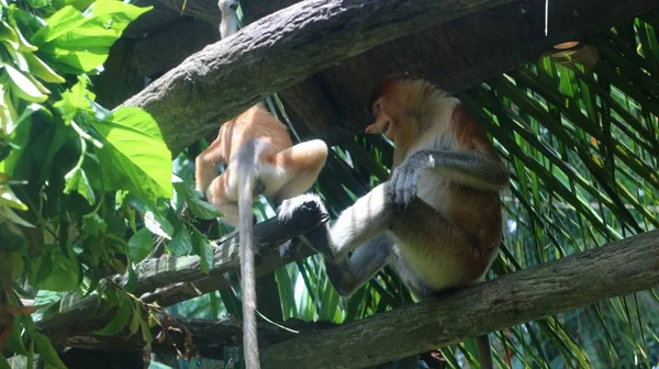 Monyet Hidung Dari Kalimantan — Stok Foto