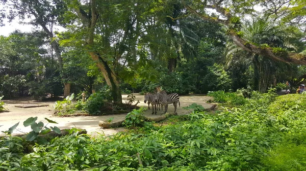 Zoológico Singapur Hermosa Foto Cebras —  Fotos de Stock