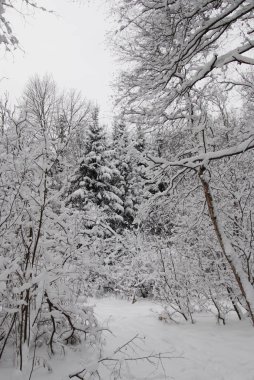 Karla kaplı ağaçlarla kaplı güzel kış manzarası