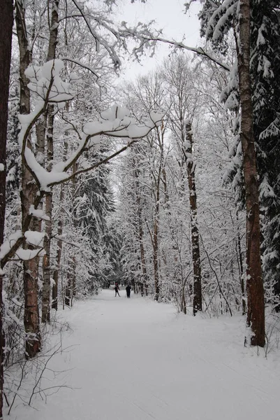 Beau Paysage Hivernal Avec Des Arbres Enneigés — Photo