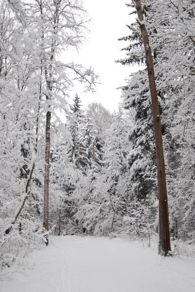 Wunderschöne Winterlandschaft Mit Schneebedeckten Bäumen — Stockfoto