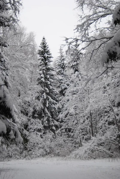 Wunderschöne Winterlandschaft Mit Schneebedeckten Bäumen — Stockfoto