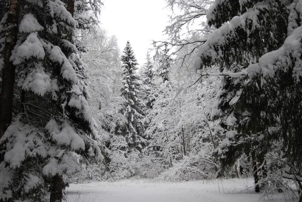 Wunderschöne Winterlandschaft Mit Schneebedeckten Bäumen — Stockfoto