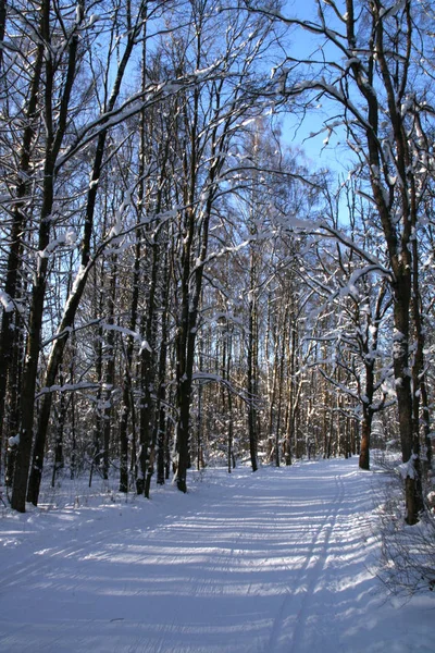 Wunderschöne Winterlandschaft Mit Schneebedeckten Bäumen — Stockfoto