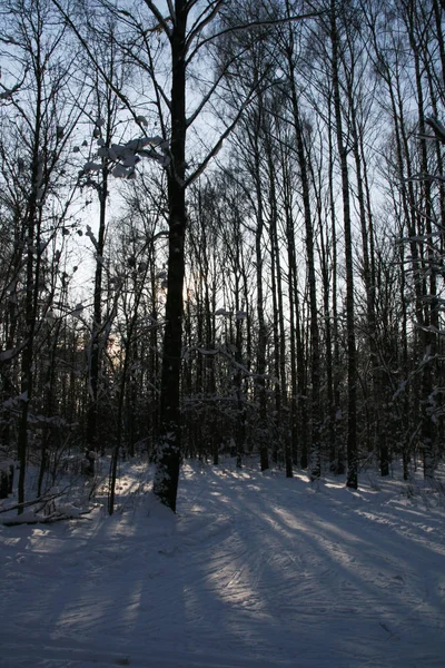 Gyönyörű Téli Táj Hófákkal — Stock Fotó