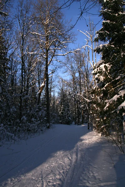 Wunderschöne Winterlandschaft Mit Schneebedeckten Bäumen — Stockfoto