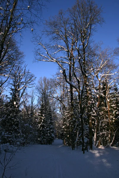 Wunderschöne Winterlandschaft Mit Schneebedeckten Bäumen — Stockfoto