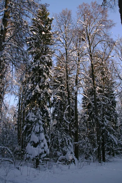 Красивый Зимний Пейзаж Заснеженными Деревьями — стоковое фото