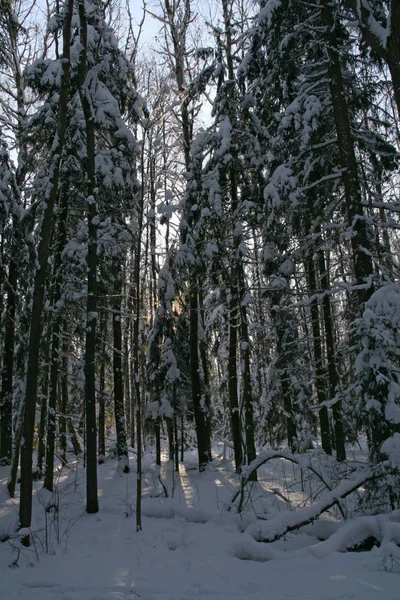 Wunderschöne Winterlandschaft Mit Schneebedeckten Bäumen — Stockfoto