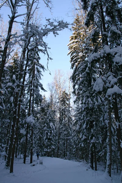 Bela Paisagem Inverno Com Árvores Cobertas Neve — Fotografia de Stock