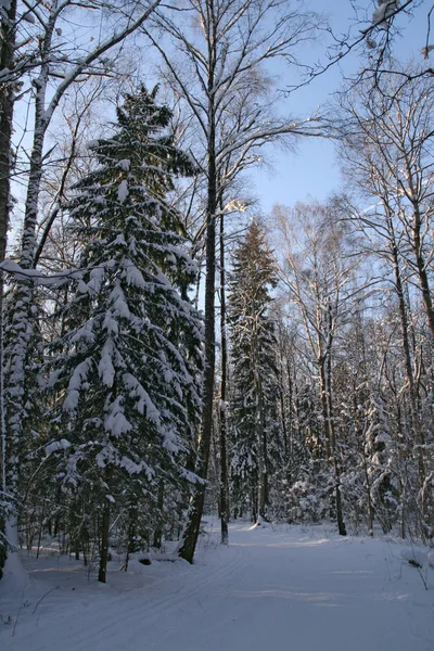 Wunderschöne Winterlandschaft Mit Schneebedeckten Bäumen — Stockfoto